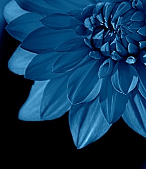Dahlia Blue